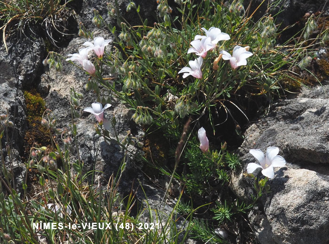 Flax, Narrow-leaved plant